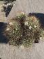 Preview: Mammillaria dolichothele albescens